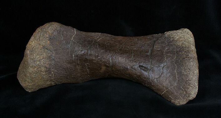 Edmontosaurus Metatarsal Toe Bone #1699